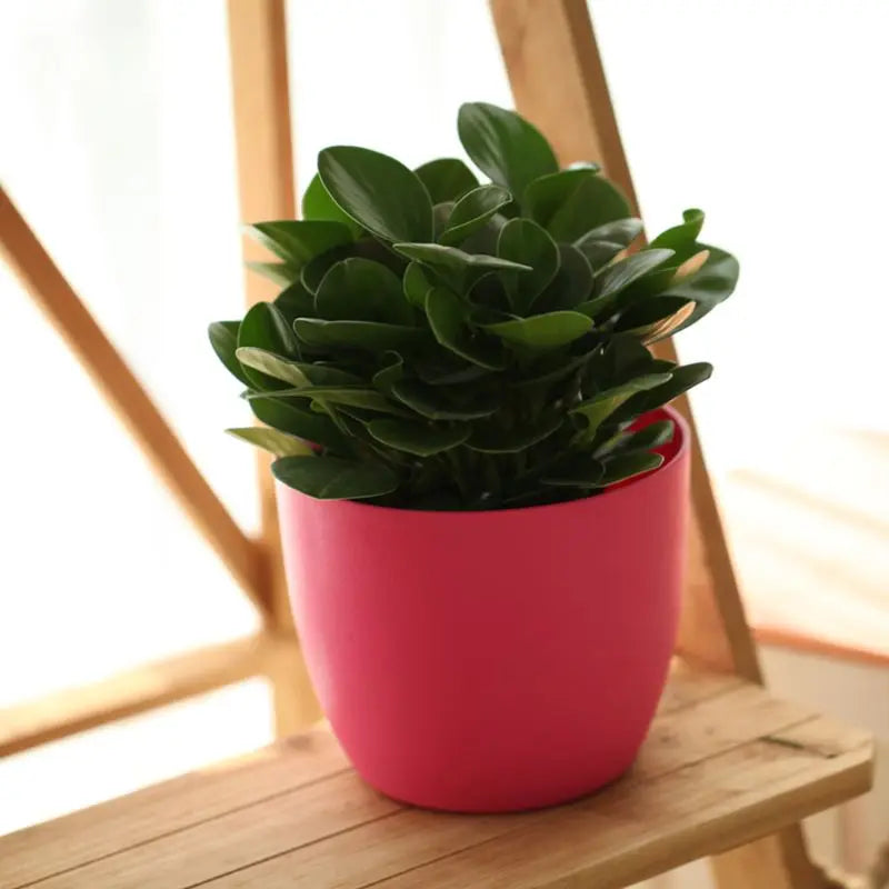 Self-Watering Indoor Planter Pot with Water Level Indicator